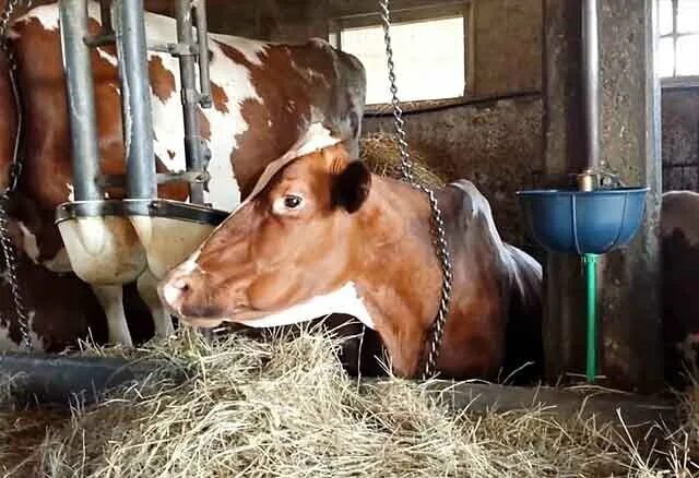 Препараты для отделения последа у коров. Причины задержания последа. Отделения последа у животных. Гинекологические болезни коров. Задержание последа ветеринария крс.