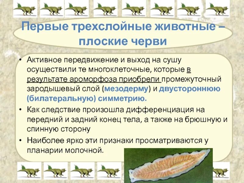 Трехслойные животные это. Плоские черви ароморфозы. плоские черви трехслойные животные. ароморфозы плоских червей. трехслойные многоклеточные животные.