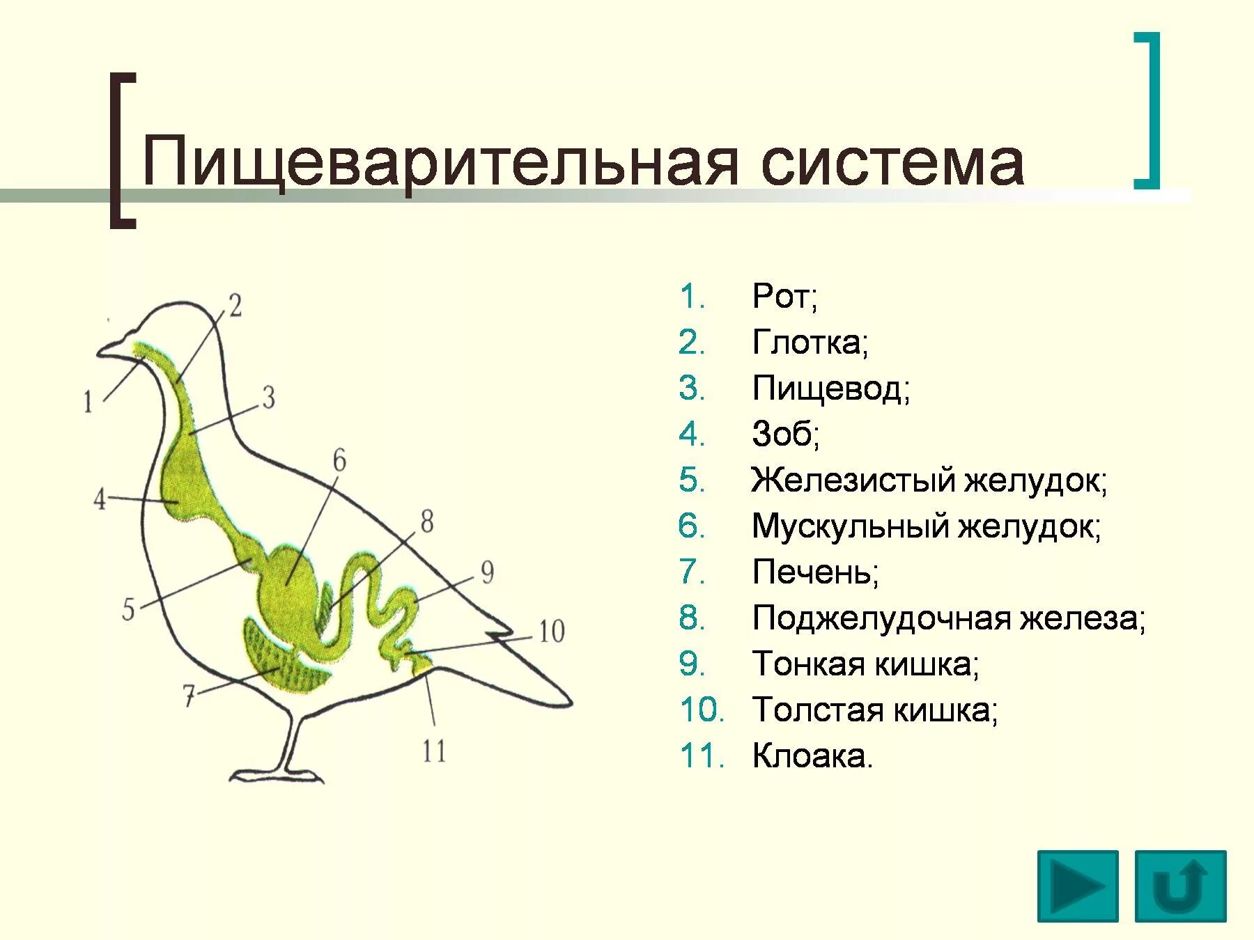 Пищеварительная система птиц 7 класс. Строение пищеварительной системы голубя. Пищевая система птиц кратко. Схема пищ системы птицы. Пищеварительная система класса птиц