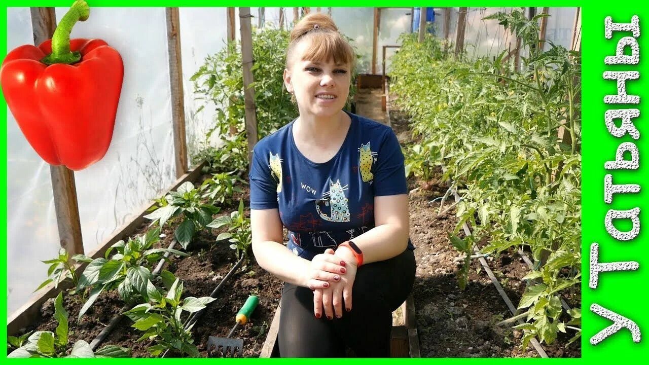Томат малиновый натиск. Канал урожайный огород с татьяной щедриной. Урожайный огород с татьяной щедриной перцы. Урожайный огород с татьяной щедриной клубника весной. Урожайный огород татьяны щедриной перец.
