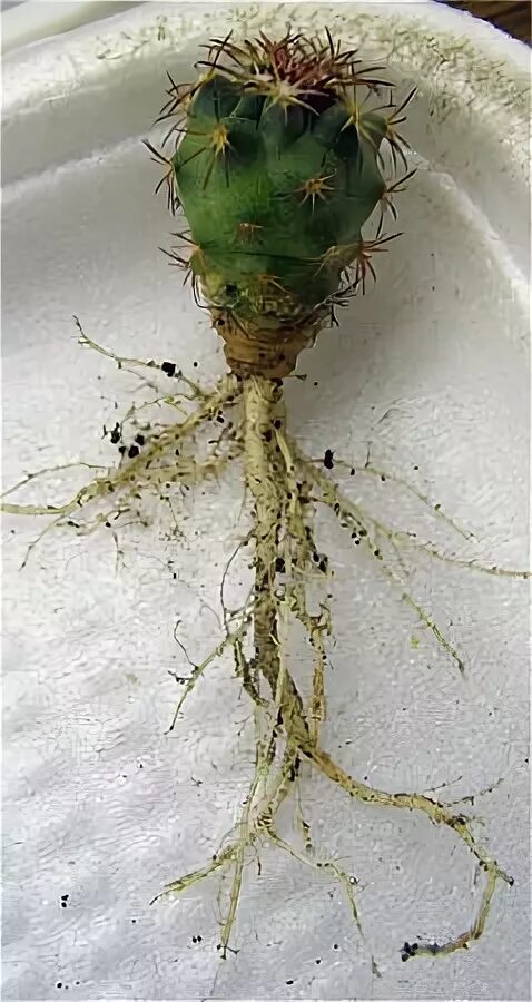 Поверхностная корневая система кактуса. Корни эхинокактуса. Поверхностная корневая система кактуса. Корневище кактуса. Строение кактуса корень.