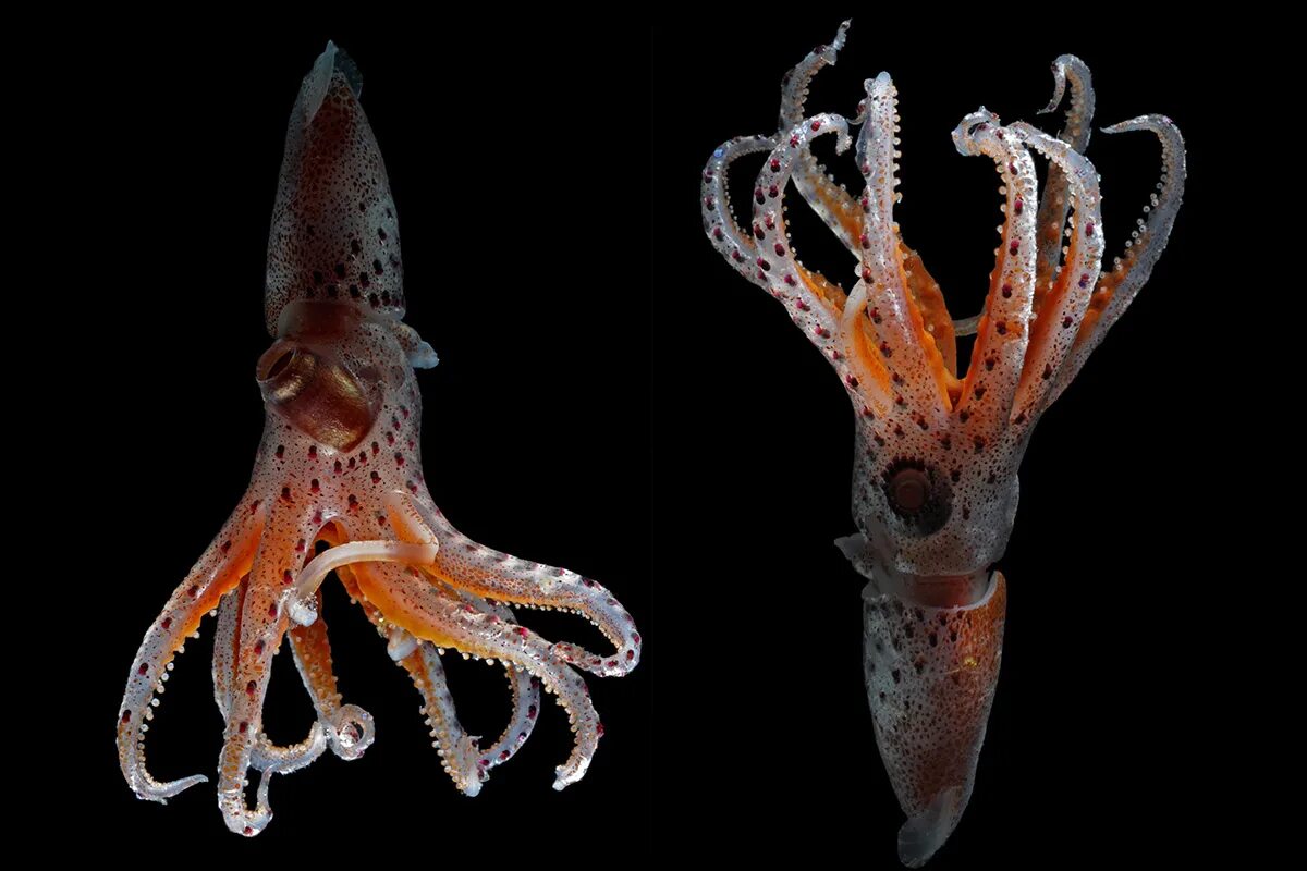 Squid через squid. Кальмар histioteuthis heteropsis. земляничный кальмар. биолюминесценция головоногих. deep sea squid.