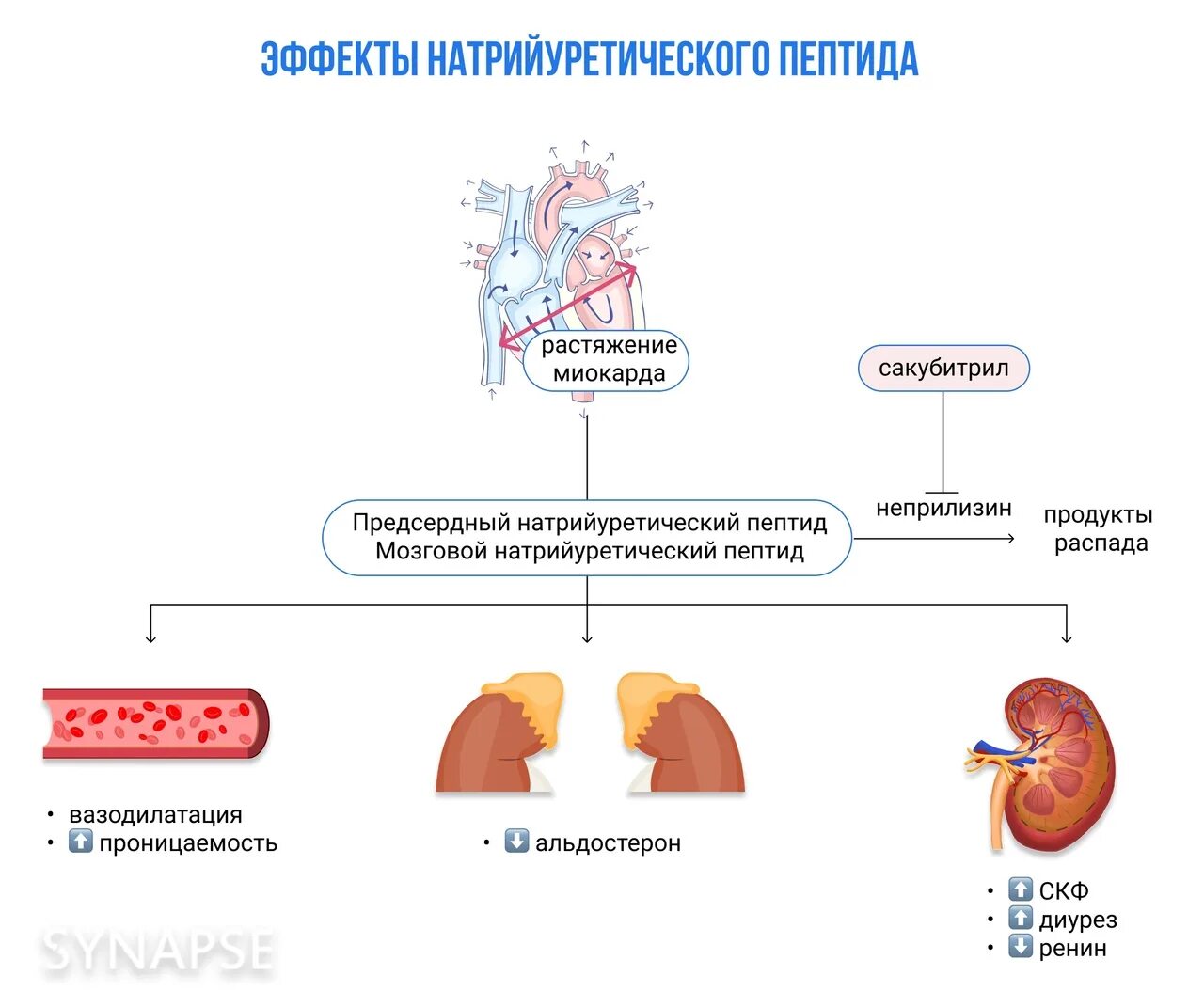 Пептид 32 мозга натрийуретический что это значит. Натрийуретический пептид ХСН. Мозговой натрийуретический пептид ХСН. Натрийуретический пептид при сердечной недостаточности норма. Натрийуретический пептид при ХСН показатели.