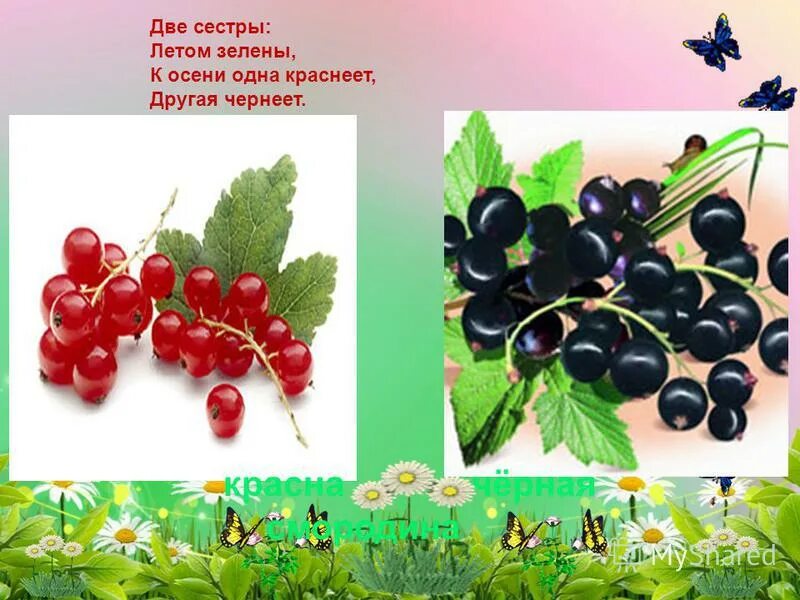 две сестрицы зелены, к осени одна краснеет. другая чернеет. загадки про ягоды для детей. две сестры летом зелены к осени одна краснеет. две сестры летом зелены.