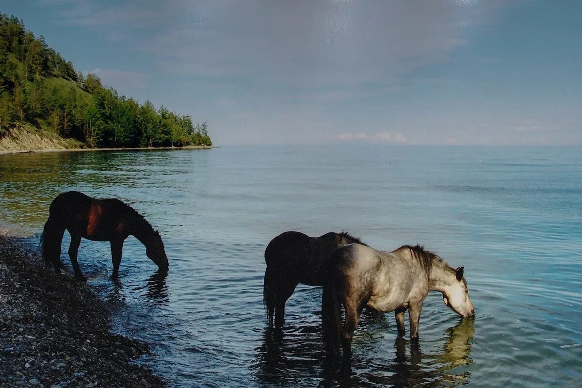 лошади на рассвете. «лошадь с жеребенком» а. кони на водопое. река кони. лошадь в реке.