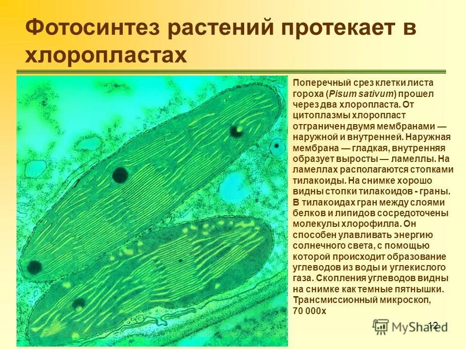этот процесс протекает в клетках листа. схема фотосинтеза в хлоропласте. фотосинтез в клетках растений. строение листа растения фотосинтез. фотосинтез протекает в хлоропластах.