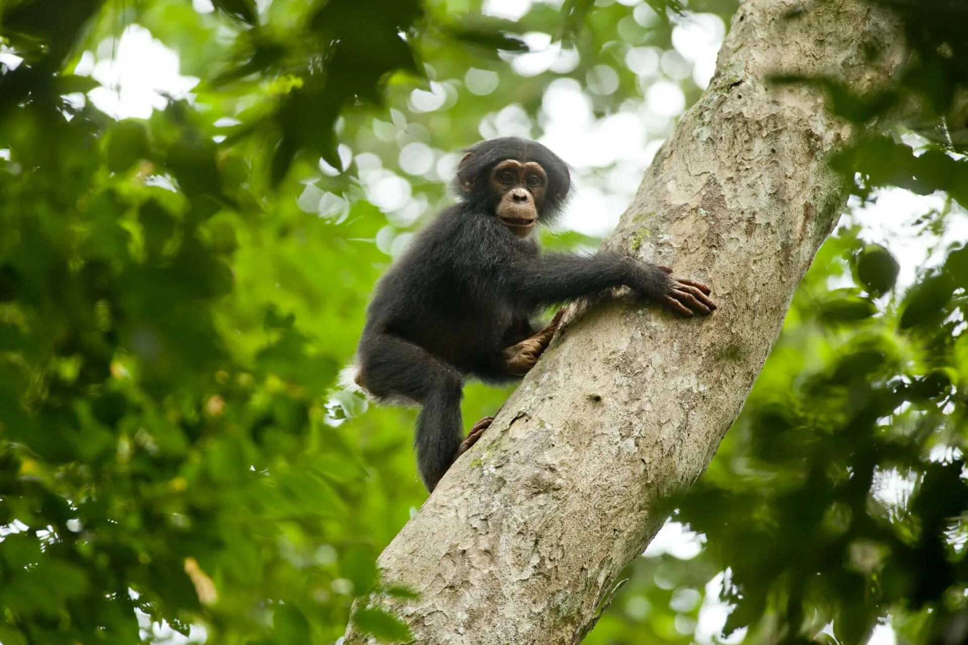 Monkey climb