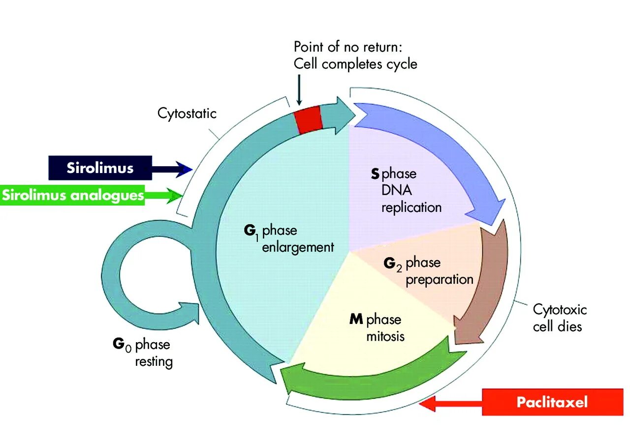 Сиролимус механизм. Механизм действия сиролимуса. Mechanism of Action of paclitaxel. Механизм действия паклитаксела.
