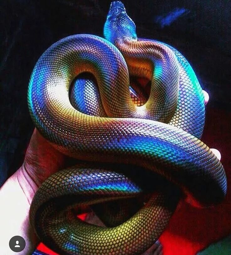 Snake colors
