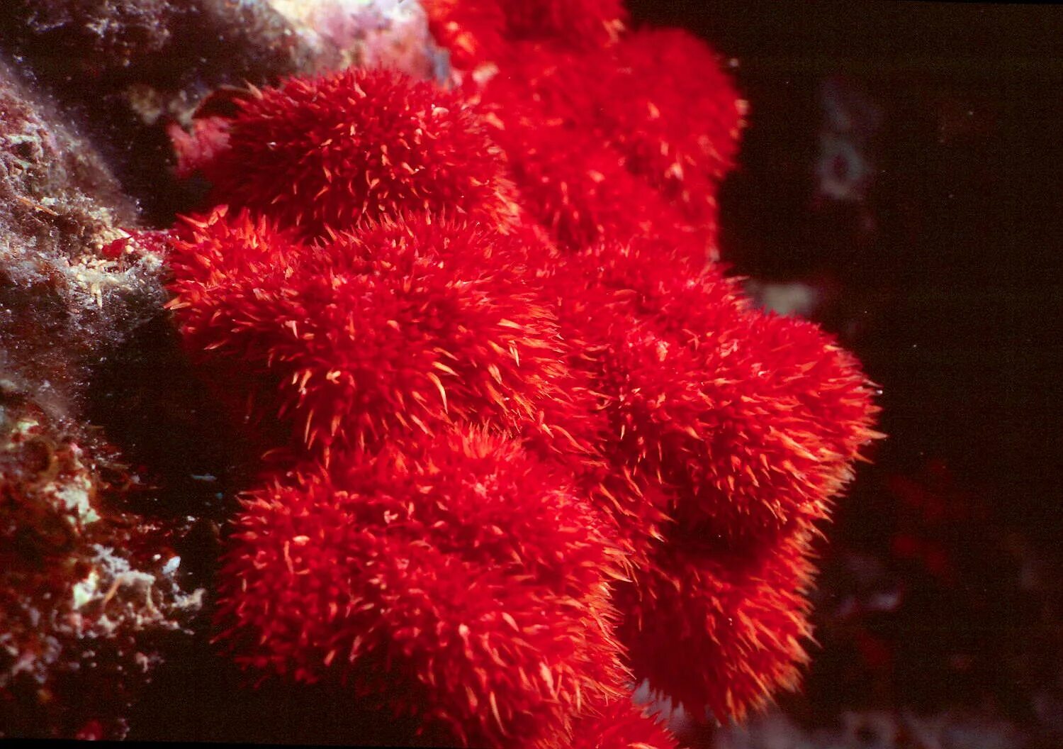 Красные водоросли или багрянки. Каллитамнион водоросль. Красный коралл красный Корал. Красные морские водоросли.