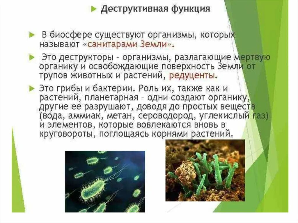 Какую роль играют организмы производители. Примеры деструктивной функции живого вещества в биосфере. Деструктивная функция живого вещества. Деструктивная функция живого вещества примеры. Деструкционная функция живого вещества.