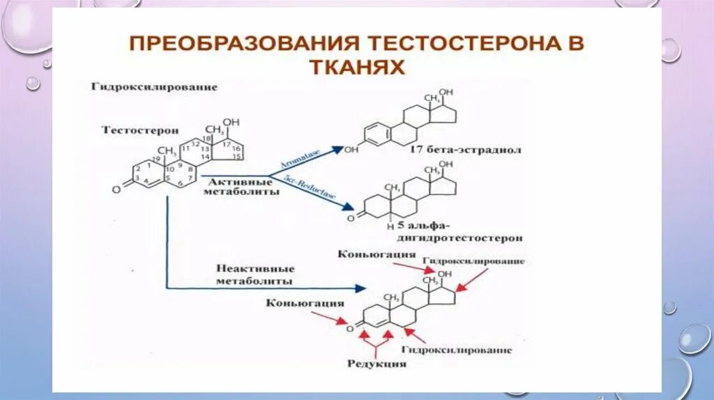 Уровень эстрадиола у мужчин. Половые гормоны. Половые гормоны презентация. Соотношение мужских и женских гормонах. Соотношение тестостерона и эстрадиола.