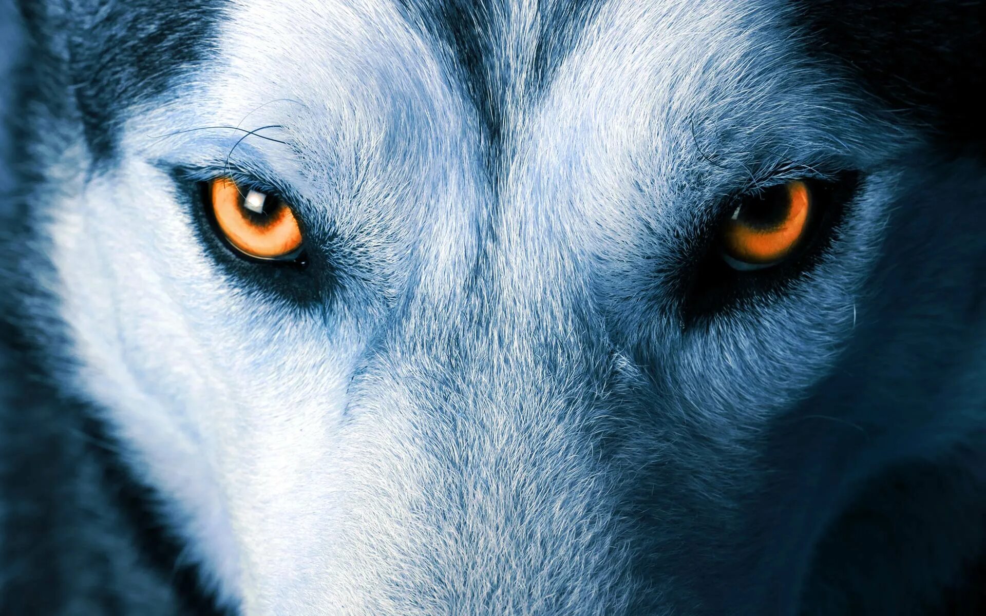 Волк светятся глаза. Глаз волка. Взгляд волка в темноте. Глаза волка в темноте. Синий волк.