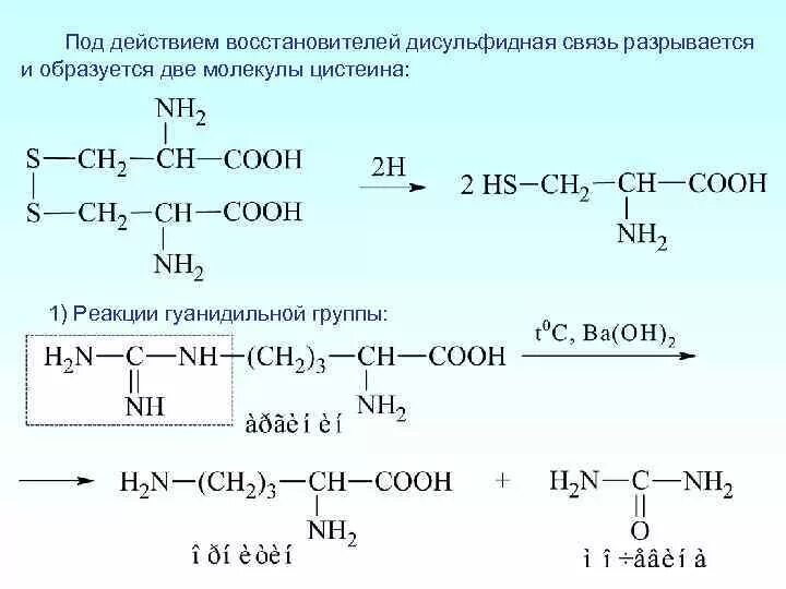 Дисульфидная связь образуется между