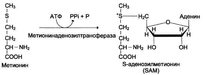 Участие s аденозилметионина в реакциях трансметилирования. Реакция образования активной формы метионина. Реакция активации метионина. Роль Серина и метионина в образовании одноуглеродных. Метионин биохимия формула.