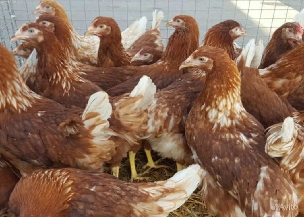 Фермерское хозяйство элитных кур. Куры несушки хайсекс родонит. Кросс ломан браун. Курочки несушки 1,5 месяца. Несушки 5 5 месяцев.