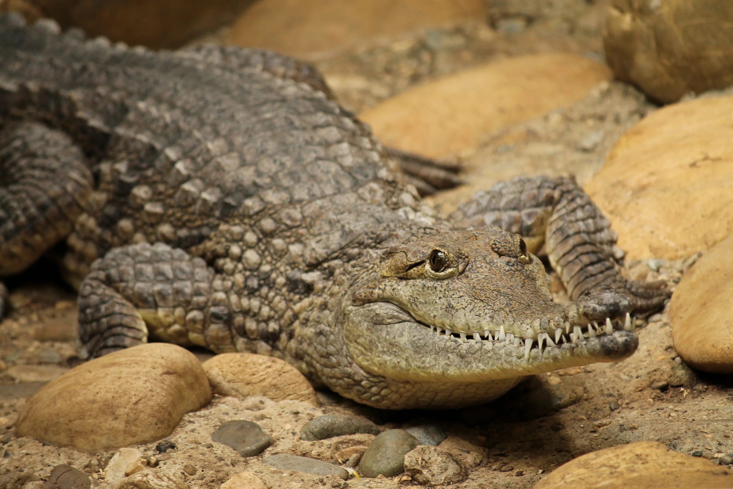 Крокодил это ящерица. Нильский Кайман. Пресмыкающиеся Аллигатор. Крокодил Аллигатор гаттерия. Пресмыкающиеся змеи ящерицы крокодилы.