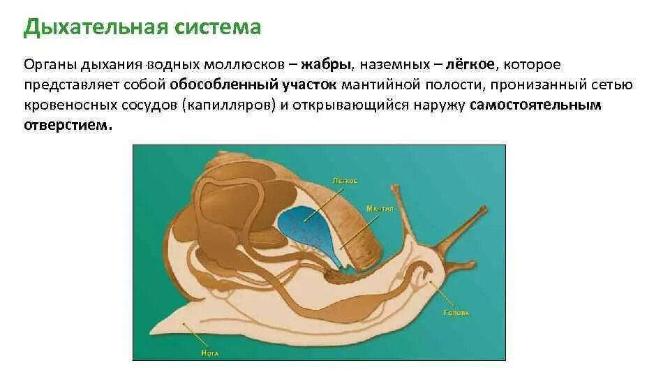 Брюхоногие моллюски дыхательная система. Дыхательная система прудовика обыкновенного. Дыхательная система брюхоногих моллюсков. Строение органов дыхания моллюсков. Органы дыхания прудовика