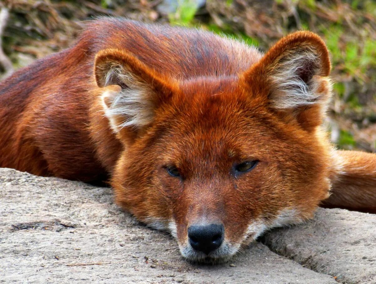 Красный волк. Где обитают рыжие. Где обитают рыжие. Где обитают рыжие. Где обитают рыжие.