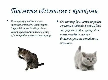 Почему не приходит cats