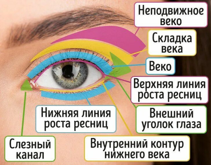 Как в сторону называется глаз. Внешний уголок глаза. внутренний и внешний уголок глаза. строение глаза для макияжа. внешний и внутренний угол глаза.