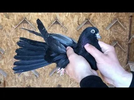 Голуби бучеловский