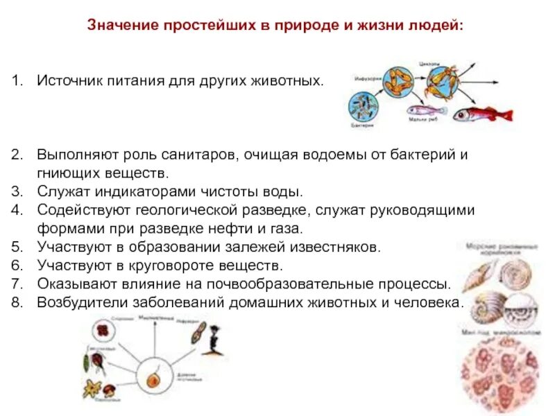 Значение групп простейших. Значение простейших в природе и жизни человека. Роль простейших в природе и жизни человека. Значение простейших в природе. Значение простейших в природе и жизни человека 5.