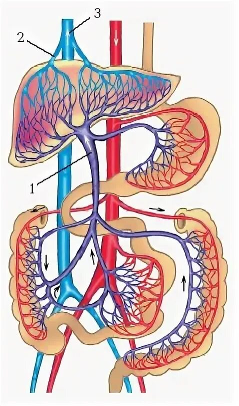 Кровообращение воротной вены. Система воротной вены анатомия. Воротная Вена печени анатомия. Нижняя полая Вена и воротная Вена печени. Система воротной вены схема.