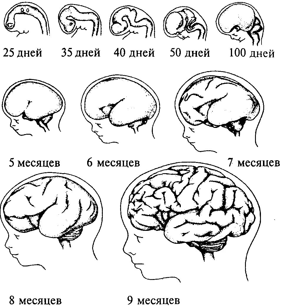 Схему развития головного мозга человека. Онтогенез головного мозга схема. Стадии развития мозга в онтогенезе. Развитие нервной системы человека в онтогенезе.