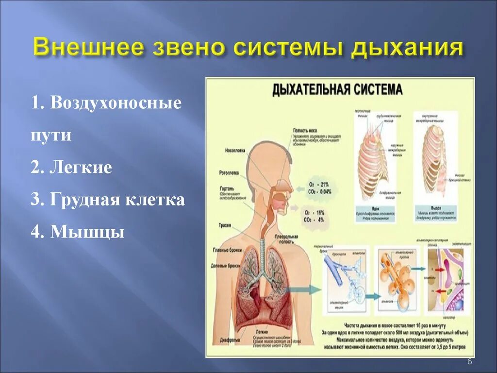 Дыхательную функцию выполняют клетки. Дыхательная система. Внешнее звено системы дыхания. Звенья дыхательной системы. Дыхательная система анатомия.