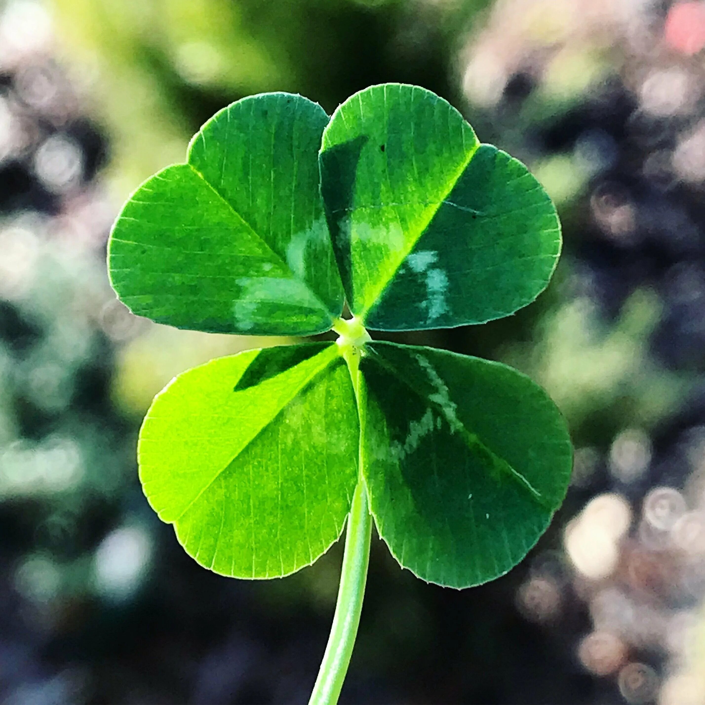 Клевер растение четырехлистный клевер. Большой удачи. Удача примеры. Клевер растение четырехлистный клевер. Суеверия на удачу.