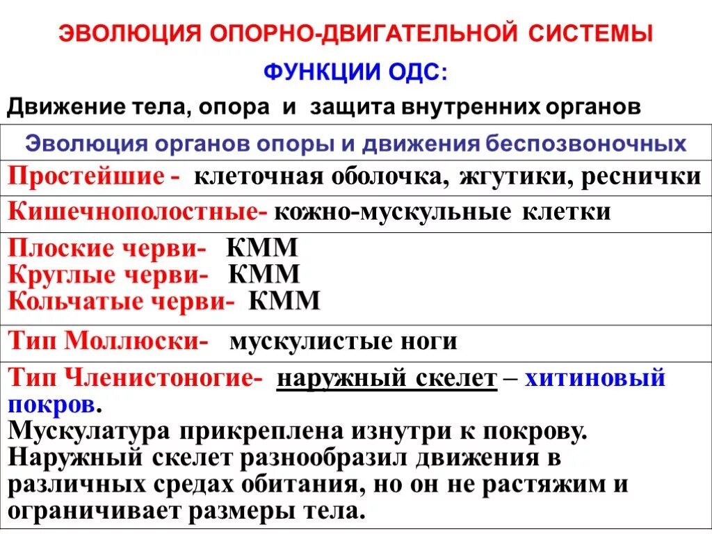 Особенности опорно двигательной системы млекопитающих. Схема эволюции опорно двигательных систем. Типы опорно двигательной системы у животных таблица. Эволюция покровов тела и опорно-двигательного аппарата животных. Эволюция опорно-двигательной системы животных таблица.