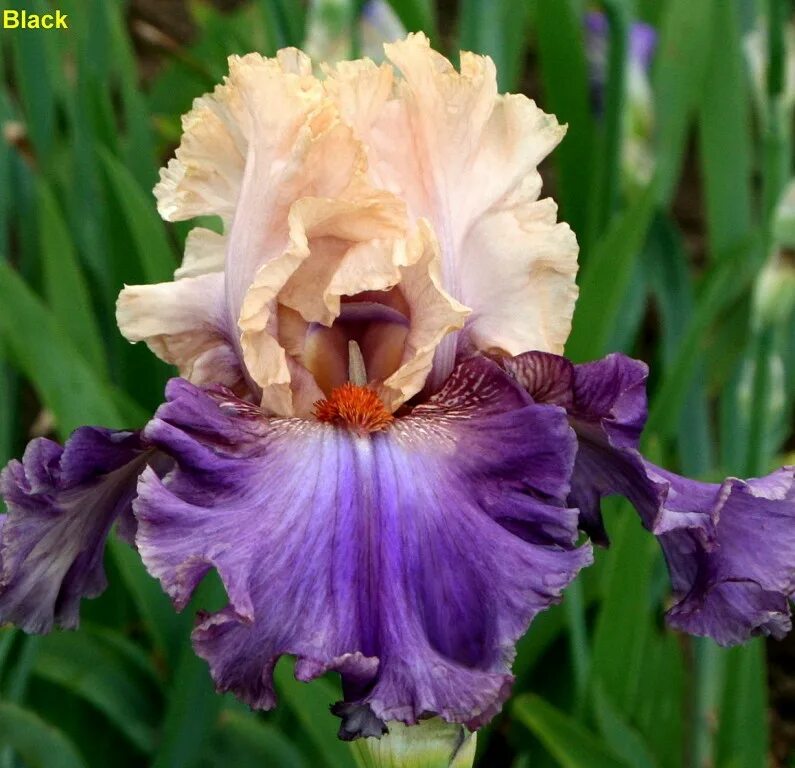 Ирис космик данс. Ирис сорт эназе вумен. Iris germanica titan's glory. Ирис lois parrish. Ирисы бородатые якименко.