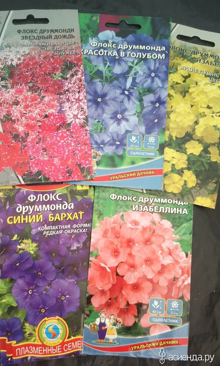 Флокс семенами на рассаду в домашних условиях. Семена флоксов многолетних. Флоксы семена. Флокс друммонда Звездный. Однолетние Флоксы Звездный дождь.