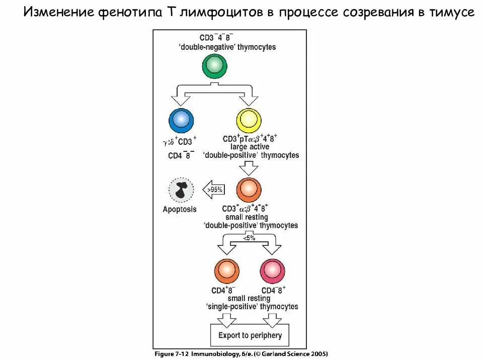 Фенотип лимфоцитов. Фенотип т лимфоцитов. созревание т лимфоцитов в тимусе. фенотип в лимфоцитов иммунология. места размножения и созревания т лимфоцитов.