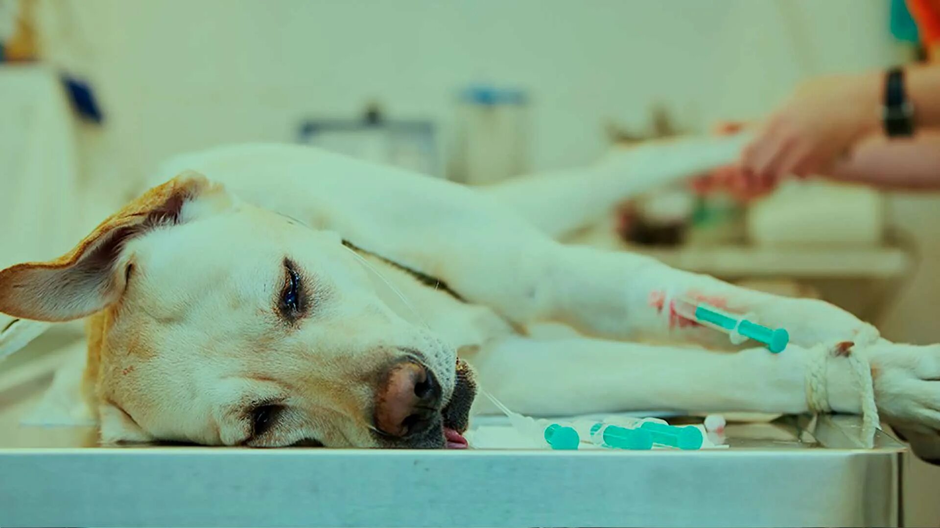 Собака перед операцией. Обезболивание животных.