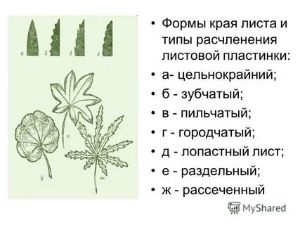 Тип края листа