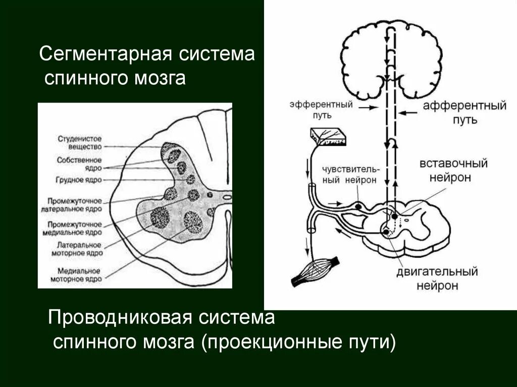 Проводящие системы головного мозга. Афферентные и эфферентные пути спинного мозга. Проводящие пути головного мозга афферентные и эфферентные. Афферентные проводящие пути спинного мозга. Эфферентные проводящие пути ЦНС.