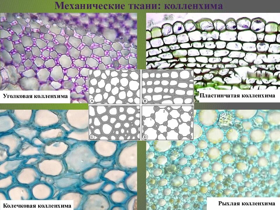 Механическая ткань растений колленхима. Механический ткани растений колленхима уголковая. Пластинчатая колленхима. Пластинчатая ткань колленхима. Клетка листа бегонии