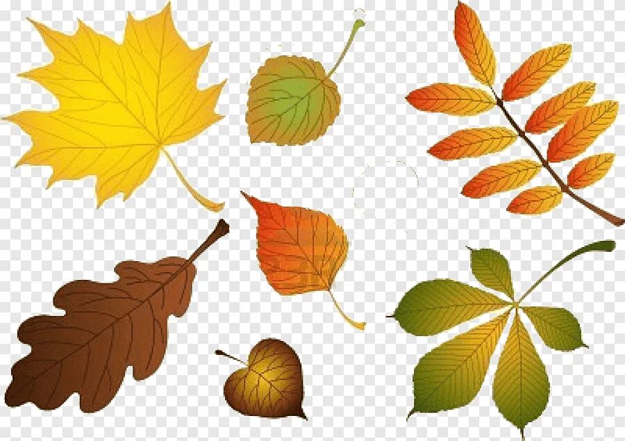 Листья дуба клена рябины. Листья клена рябины дуба березы. Листья разных деревьев. Листья деревьев береза. Осенние листья березы.