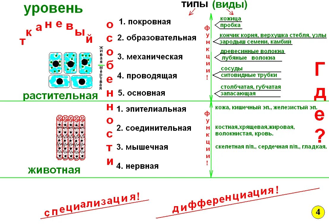 Конспект по биологии структура растительного сообщества. Опорные конспекты по биологии 9 класс Пономарева. Опорный конспект по биологии 9 класс. Опорный конспект по биологии 6 класс. Опорный конспект по биологии 5 класс.