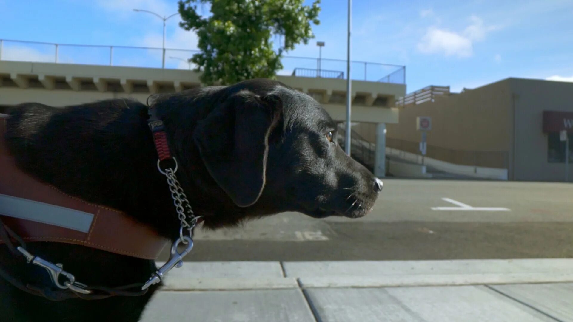 собачий отряд щенячья школа. щенячья школа. щенячья школа. щенячья школа (2018). щенячья школа.