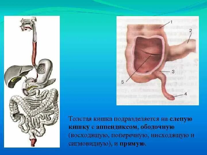 Ободочную кишку (восходящую, поперечную,нисходящую и сигмовидную);. Толстая кишка подразделяется. Слепая кишка и аппендикс схема. Толстая кишка (слепая и ободочная). Толстая кишка аппендикс