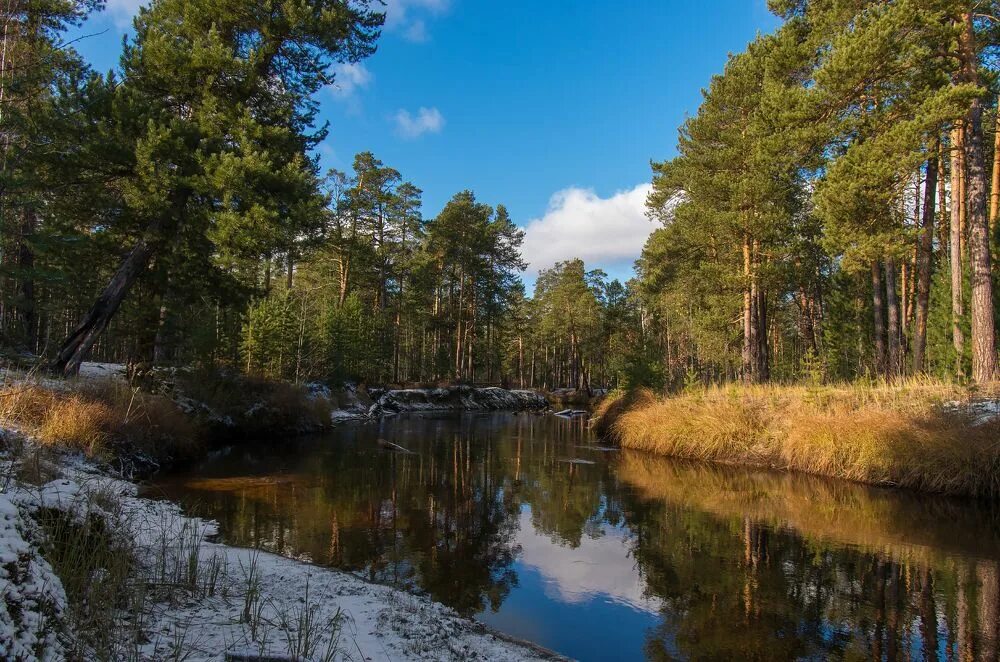 Река обь сосновый бор берег. Сосновый бор видлица. Река сосенка новгородская область. Река сосна. Бесплатное стоит сосна река.
