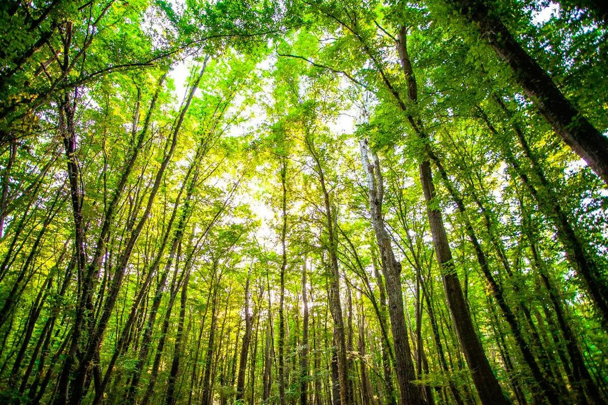 дагестан роща. самурский лиановый лес в дагестане. самарский лиановый вес. самурский лиановый лес в дагестане. самурский лес лианы.