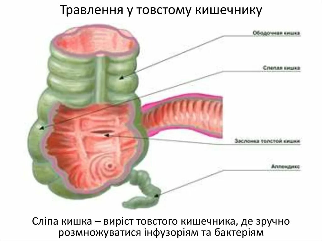 Слепая кишка в организме. Выросты в кишечнике как называются.