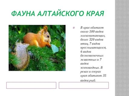 Красивые животные алтайского края