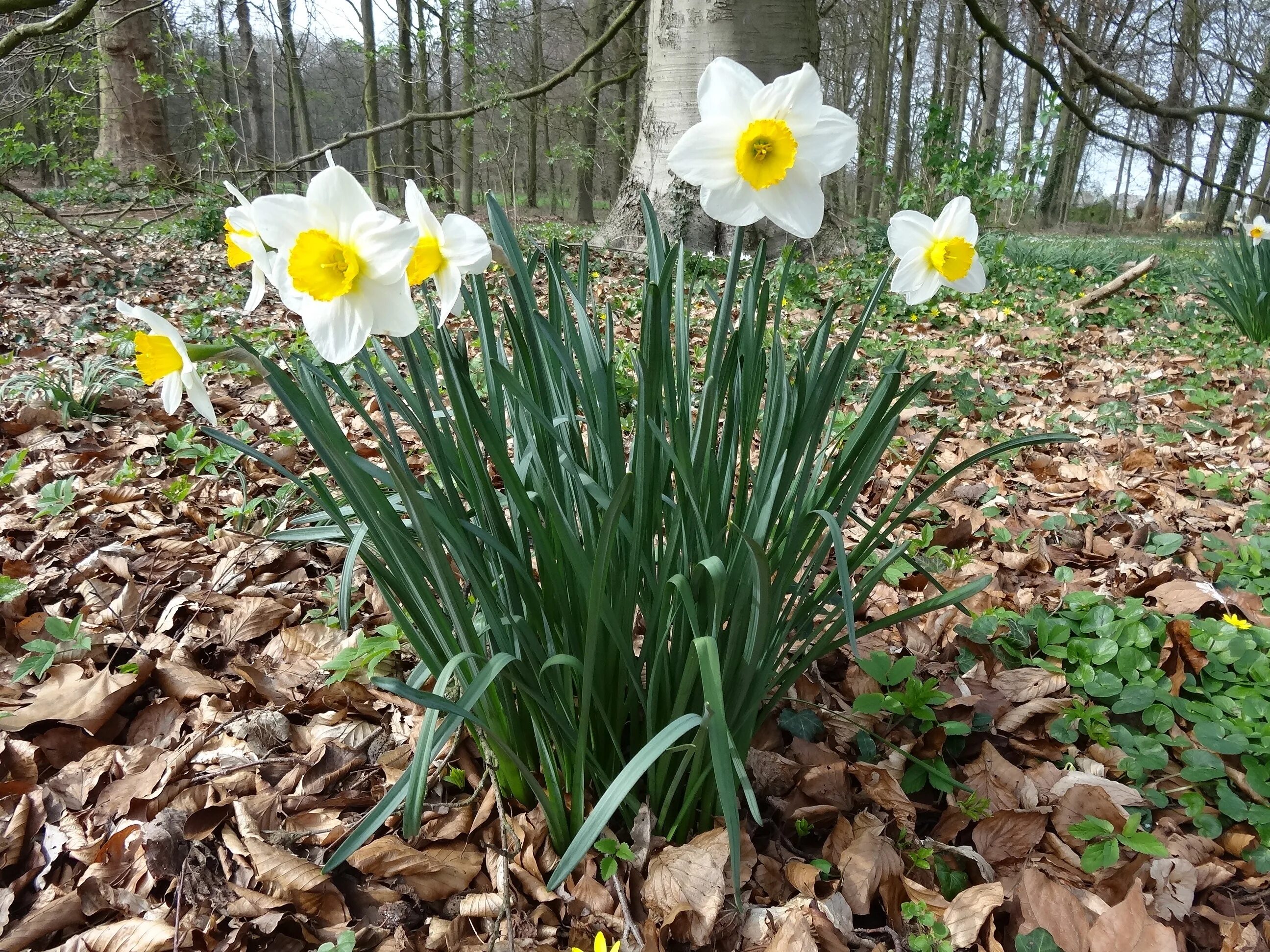 Как растут нарциссы. Нарцисс гелиос. нарциссы куст. нарцисс donaupark. нарцисс sinopel.