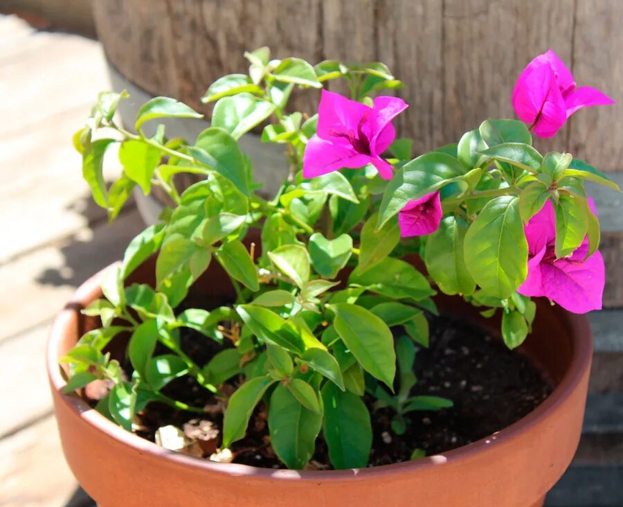 Бугенвиллия как размножить. Бугенвиллия mini thai variegata. бугенвиллия цветок комнатный размножение. уход за бугенвиллией в домашних условиях. бугенвиллии в домашних условиях.