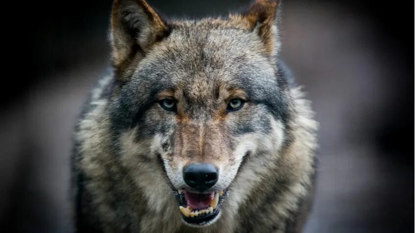 Pin on Wolves